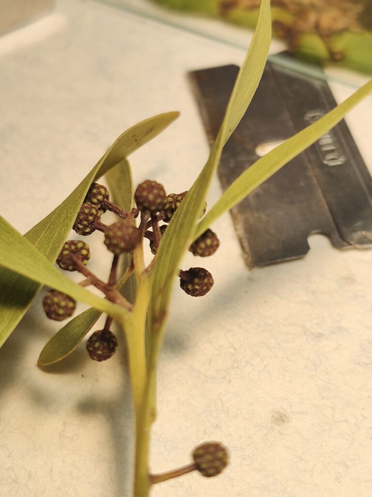 Olive Flowers